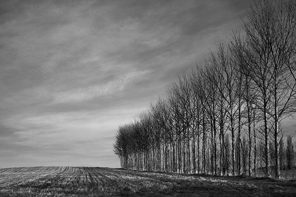 Trees 1
