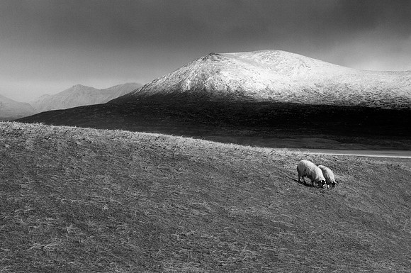 Sheep