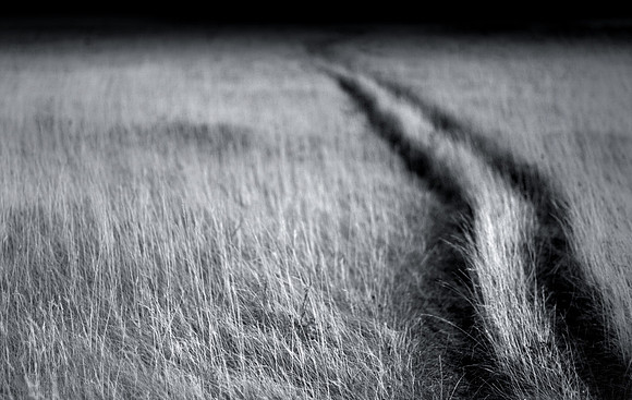 Wheat 2