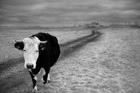 Charging bull
