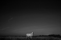 Sheep 5