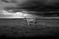 Cow 2