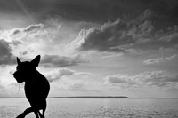 dog 1