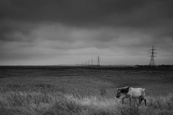 Wild horses 3