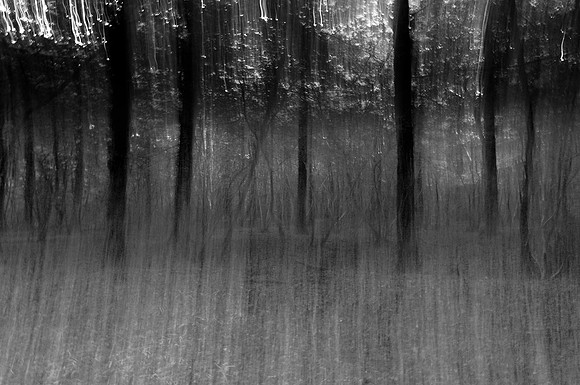 Woods 4