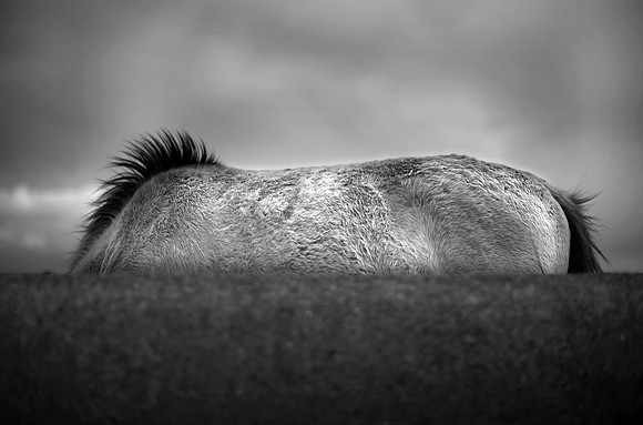 Wild horses 30