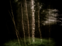 trees 13 #43