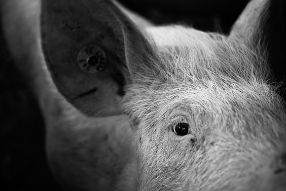 one pig