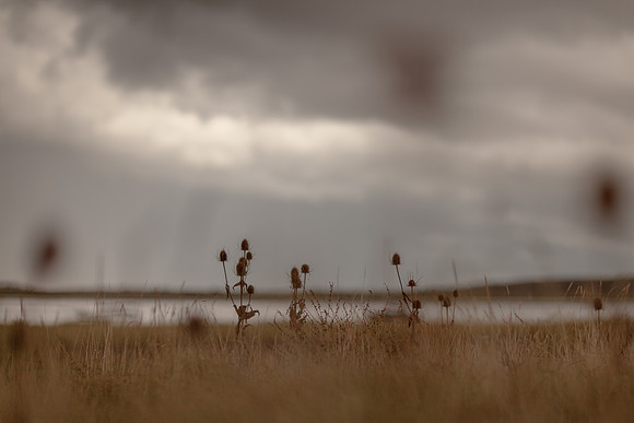 riverbank #14