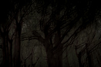 trees 67 #156