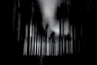 Into the woods