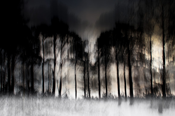 forest 1
