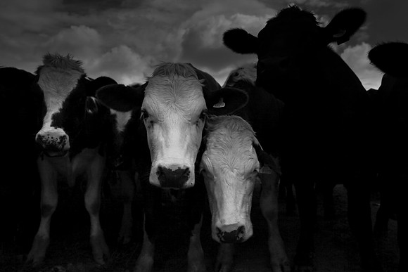 bull 4