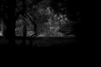 trees 36 #170