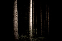 trees 27 #260