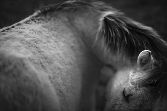 Wild horses 29