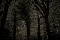 trees 62 #298