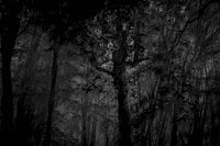 trees 63 #123