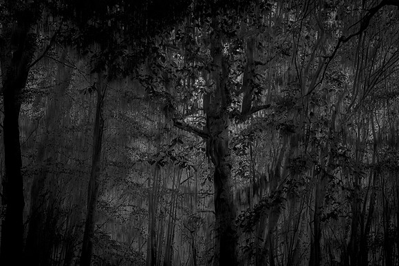trees 63 #123