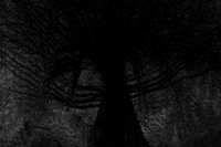 trees 70 #316