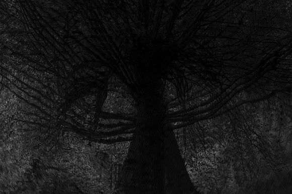 trees 70 #316