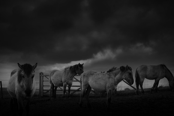 wild horses 2