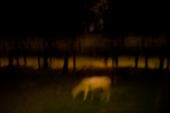 a sheep in the woods