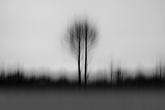 Tree 2