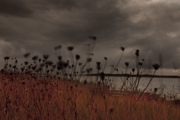 riverbank #29