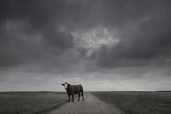 bull 1