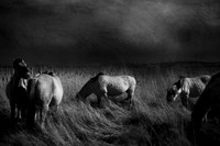 wild horses #20