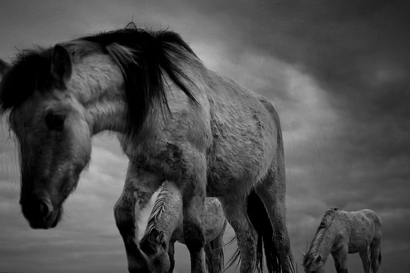 wild horses #15