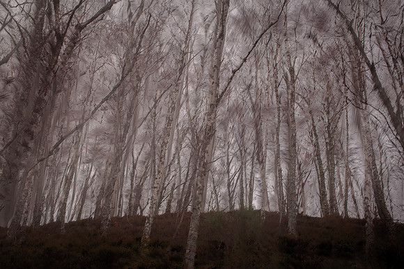 tree 57 #1533