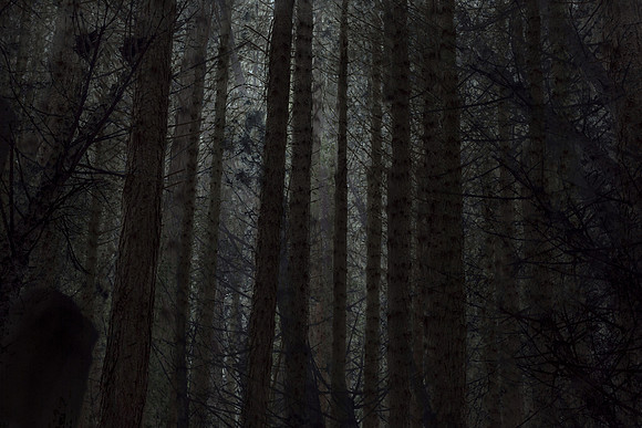 forest 10 #259