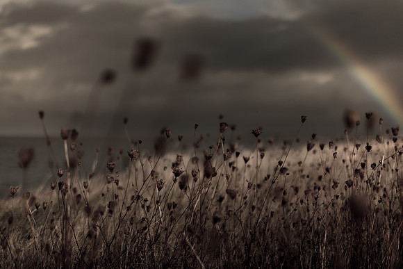 riverbank #27