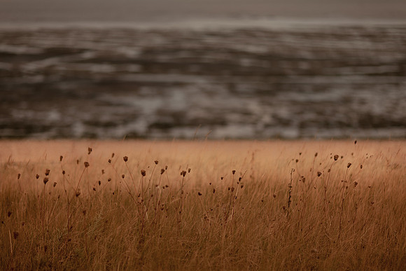 riverbank #11