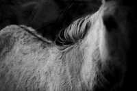 wild horses #18