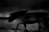 wild horse #10