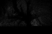 trees 65 #584