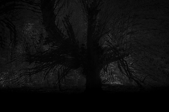 trees 65 #584