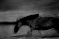 wild horses #12