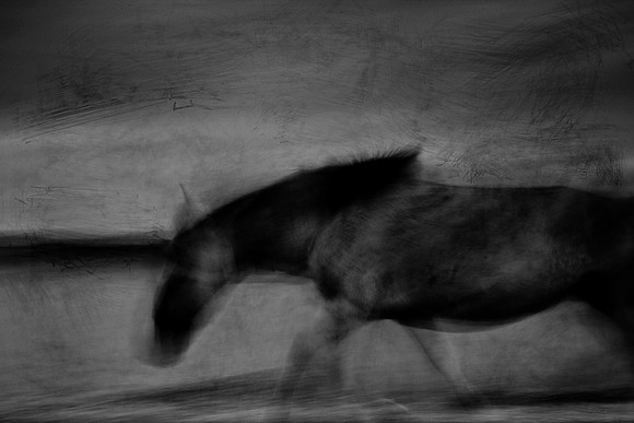 wild horses #12