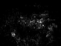 010617-49-5