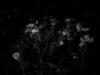 010617-49-3