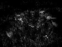 010617-49-2