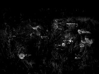 010617-49-4