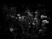 010617-49-10