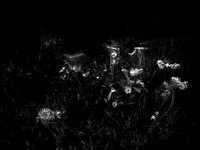 010617-49-9