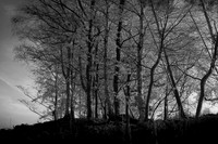 300316-1-9