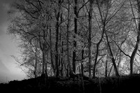 300316-1-7